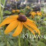 Rudbeckia hirta 'Marmalade'