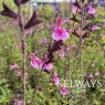 Salvia greggii 'Icing Sugar'