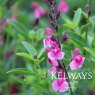 Salvia greggii 'Icing Sugar'