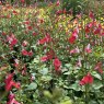 Salvia 'Hot Lips'