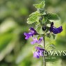 Salvia leucantha