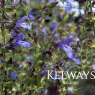 Salvia uliginosa 'African Skies'