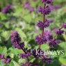 Salvia verticillata 'Purple Rain'