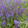 Salvia x sylvestris 'Blauhugel'