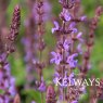 Salvia x sylvestris 'Blaukonigin'