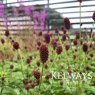 Sanguisorba 'Tanna'