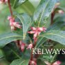 Sarcococca hookeriana WINTER GEM ('Pmoore03' PBR)