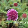 Scabiosa BURGUNDY BONNETS ('Scabon' PBR)