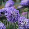 Scabiosa 'Butterfly Blue'