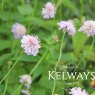Scabiosa columbaria (9cm pot)