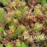Sedum album 'Coral Carpet'