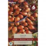 Shallot French Longor (10 bulbs)