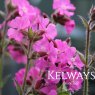 Silene dioica 'Rollie's Favorite'