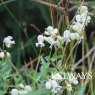 Silene vulgaris