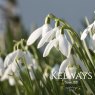 Single Snowdrops (in-the-green) (x100)