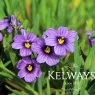 Sisyrinchium 'Sapphire'