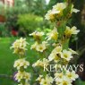 Sisyrinchium striatum