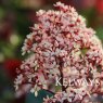 Skimmia japonica 'Rubella'