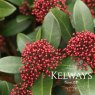 Skimmia japonica 'Rubella'