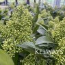 Skimmia x confusa 'Kew Green'