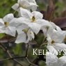 Solanum laxum 'Album'
