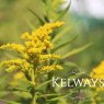 Solidago 'Cloth of Gold'
