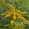 Solidago 'Cloth of Gold'
