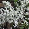 Spiraea 'Arguta' (7.5 litre pot)