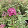 Spiraea japonica 'Anthony Waterer' (v)