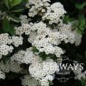 Spiraea nipponica 'Snowmound'