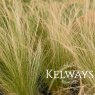 Stipa tenuissima