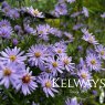 Symphyotrichum 'Little Carlow' (cordyfolium hybrid)