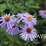 Symphyotrichum novi-belgii 'Lady in Blue'