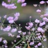 Thalictrum delavayi 'Hewitt's Double'