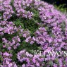 Thymus 'Bressingham'