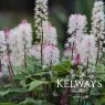 Tiarella 'Spring Symphony'