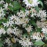 Trachelospermum jasminodies