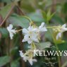 Trachelospermum jasminodies