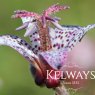Tricyrtis formosana 'Purple Beauty'