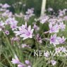 Tulbaghia Purple Eye