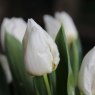 Tulipa 'White Dream'