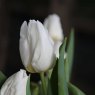 Tulipa 'White Dream'