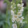 Verbascum phoeniceum 'Flush of White'