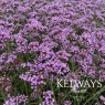 Verbena bonariensis 'Lollipop'