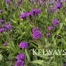 Verbena rigida
