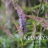 Veronicastrum virginicum 'Lavendelturm'
