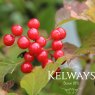 Viburnum opulus 'Compactum'