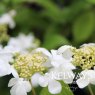 Viburnum plicatum f. tomentosum 'Lanarth'