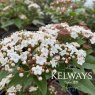 Viburnum tinus 'Spirit'