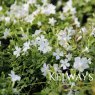 Vinca minor f. alba 'Gertrude Jekyll'